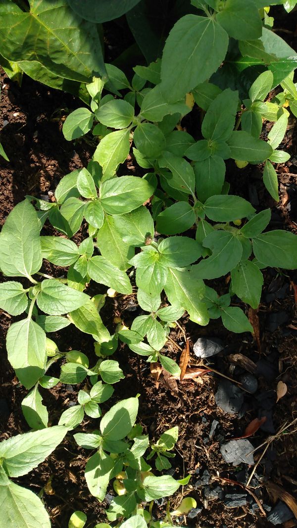 Identificação da planta Girassol por foto