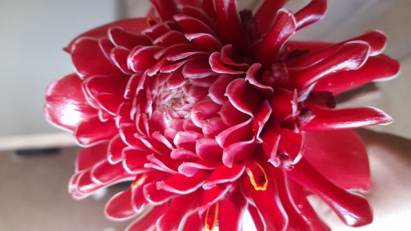 Identificação da planta Bastão-do-imperador por foto