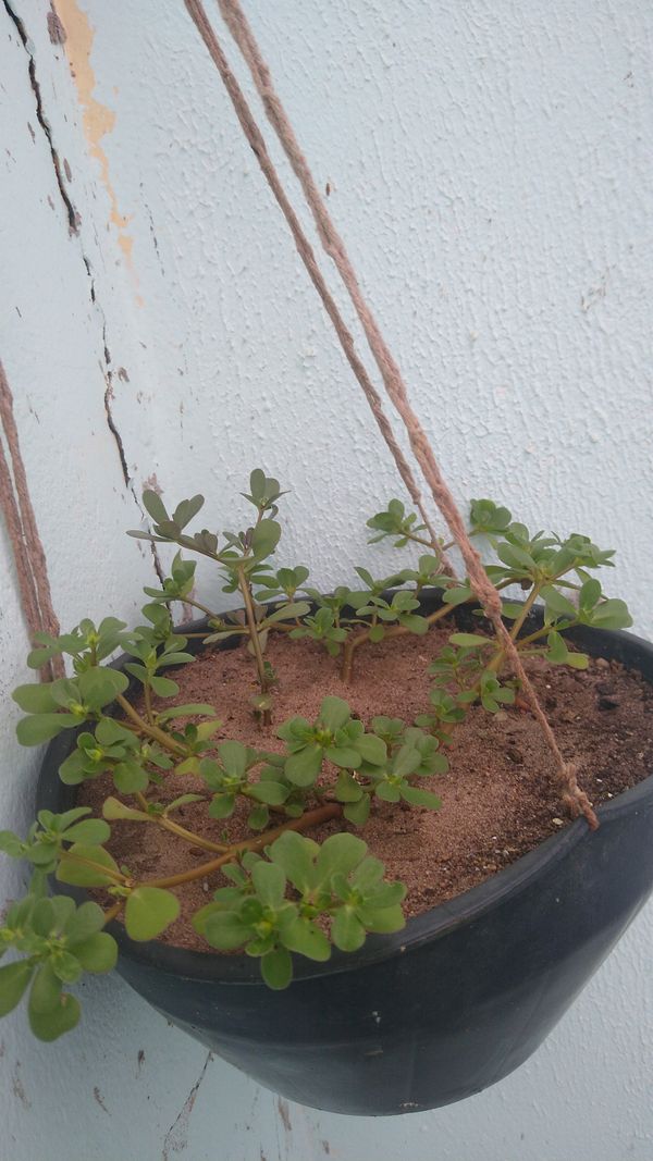 Identificação da planta Portulaca por foto