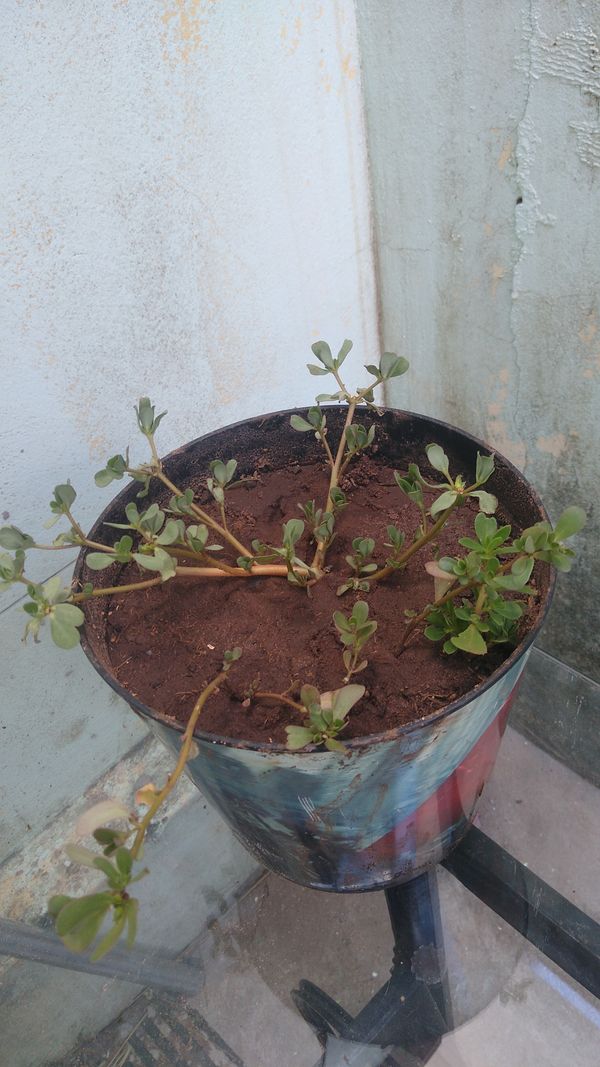Identificação da planta Portulaca por foto