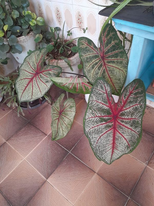 Identificação da planta Tinhorão por foto
