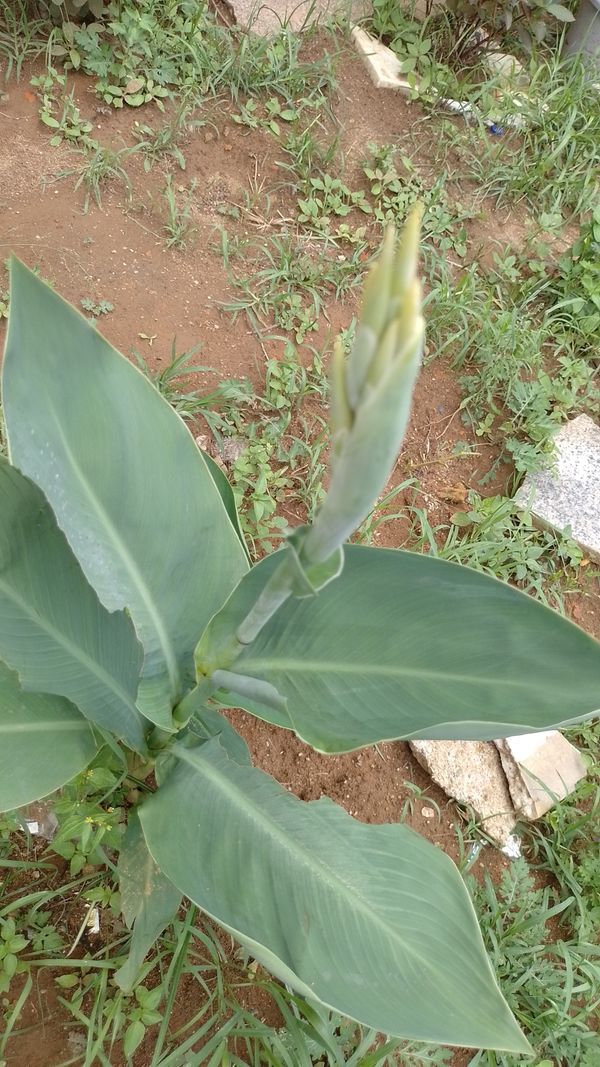 Identificação da planta Paquevira por foto