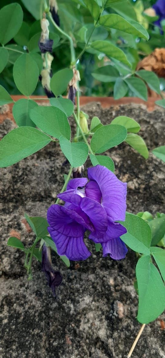 Identificação da planta Feijão-borboleta por foto