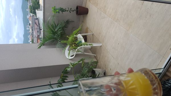 Identificação da planta Samambaia por foto