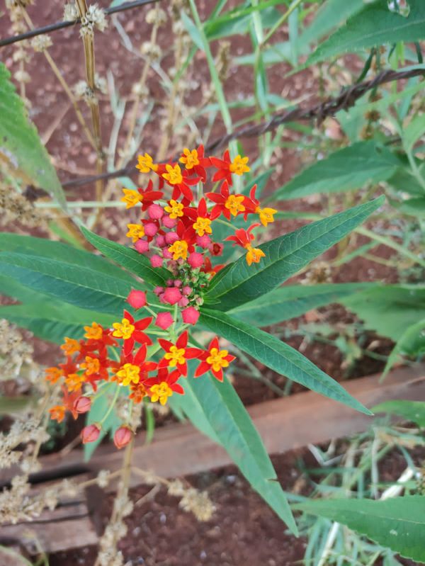Identificação da planta Algodãozinho-do-campo por foto
