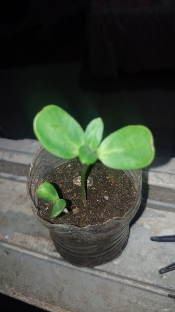 Identificação da planta Pepino por foto