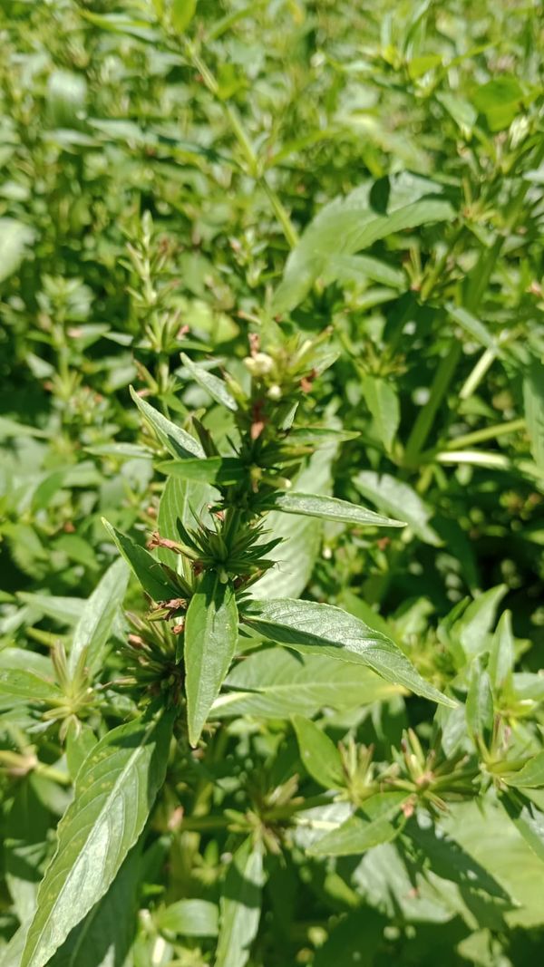 Identificação da planta Erva-de-santa-luzia por foto