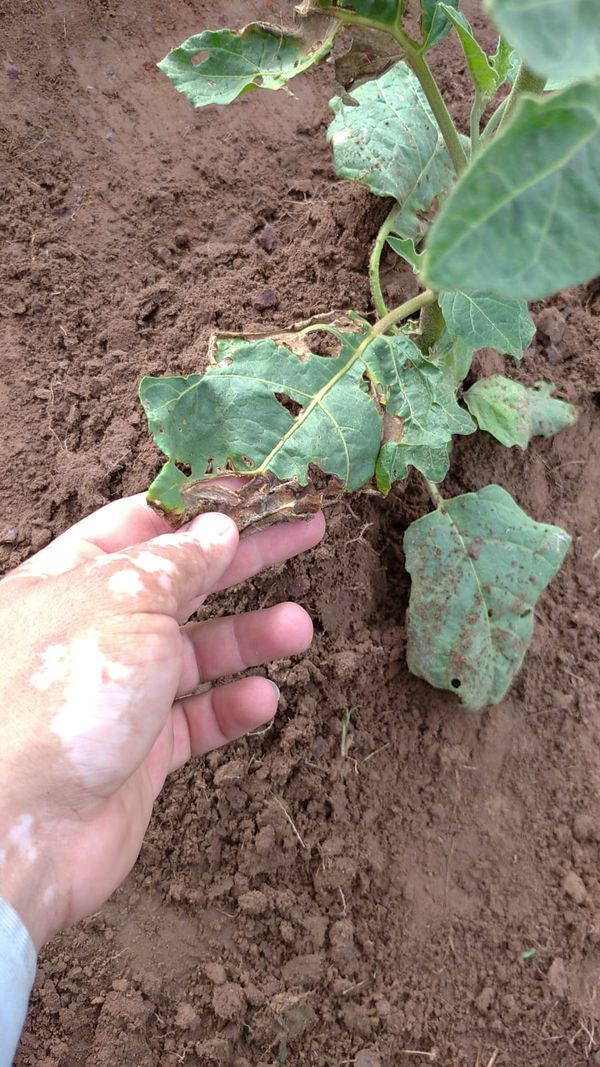 Identificação da planta Jilo por foto