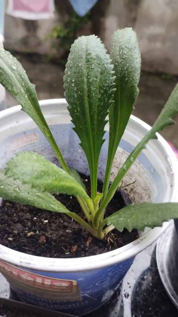 Identificação da planta Coentro verdadeiro por foto