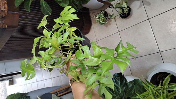 Identificação da planta Jiboia Philodendron por foto