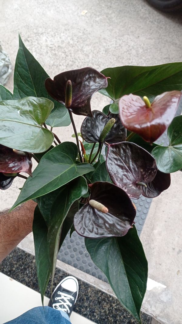 Identificação da planta Antúrio por foto
