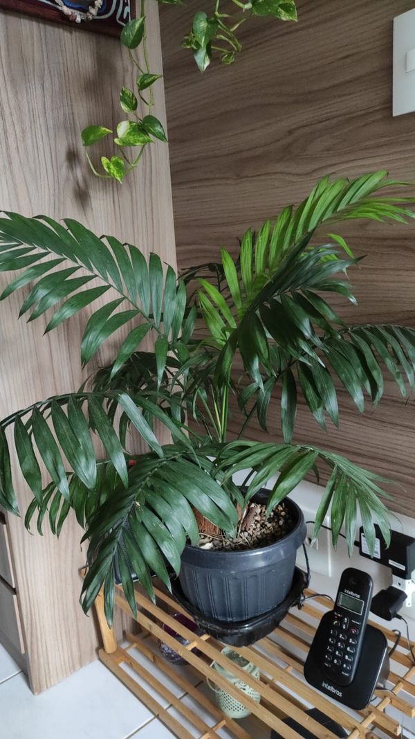 Identificação da planta Kentia por foto