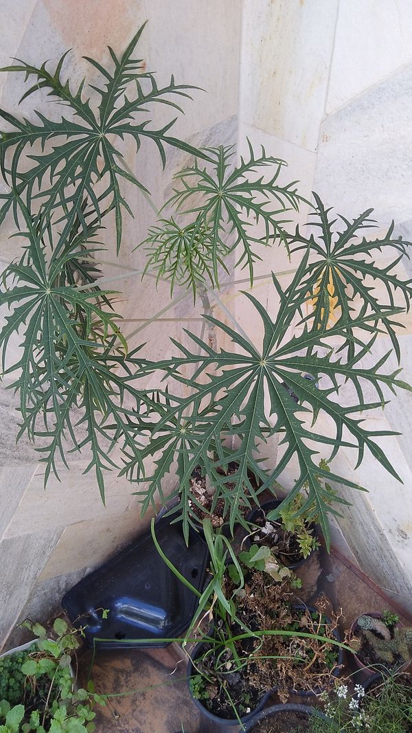 Identificação da planta Pinhão-manso por foto