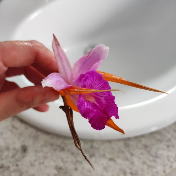 Identificação da planta Orquídea-bambu por foto
