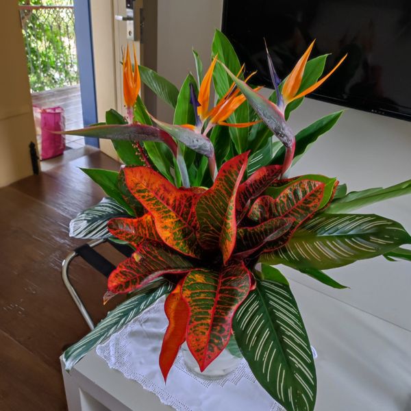 Identificação da planta Maranta-zebrada por foto