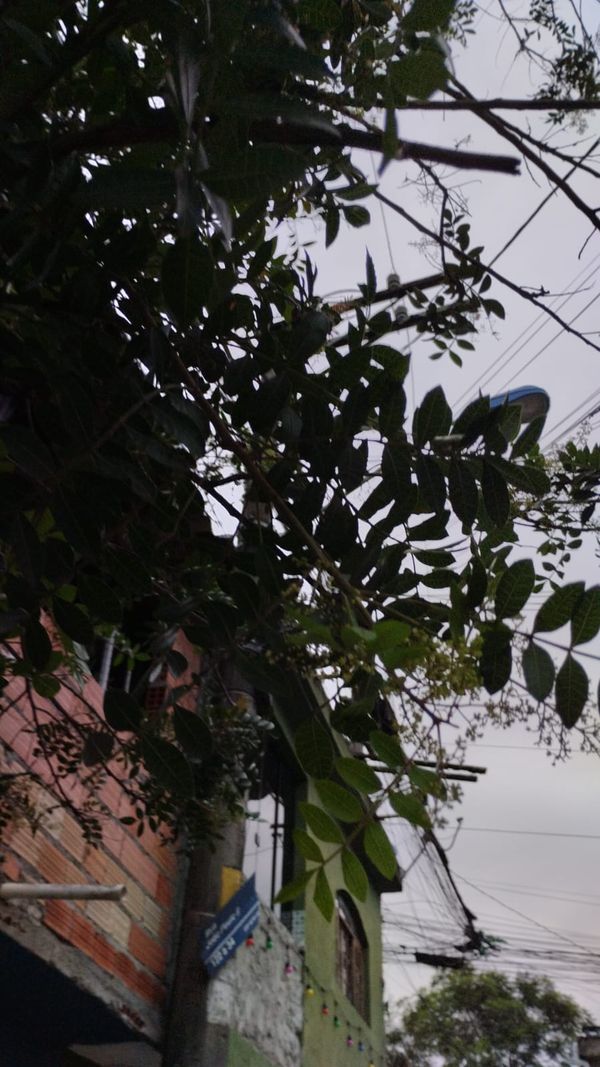 Identificação da planta Sumagre por foto