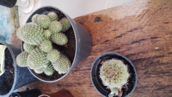 Identificação da planta Rebutia albopectinata por foto