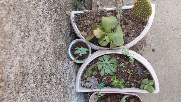 Identificação da planta Orostachys malacophylla não possui um nome popular amplamente reconhecido no Brasil por foto