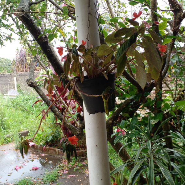 Identificação da planta Beijinho por foto