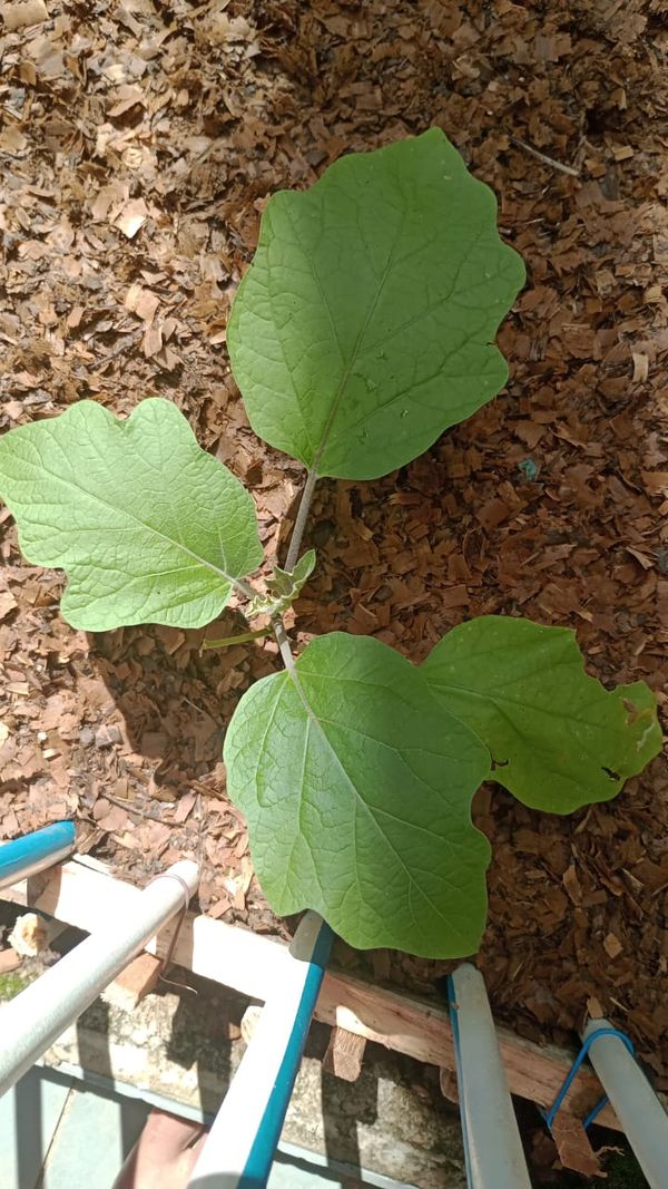Identificação da planta Berinjela por foto