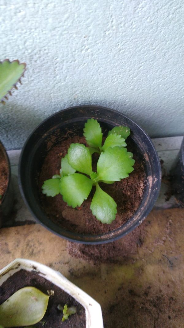 Identificação da planta Aranto por foto