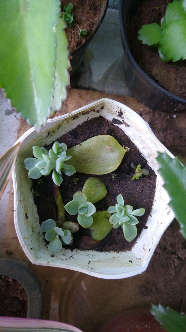 Identificação da planta Rosa-de-pedra por foto