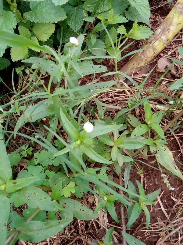 Identificação da planta Erva botão por foto