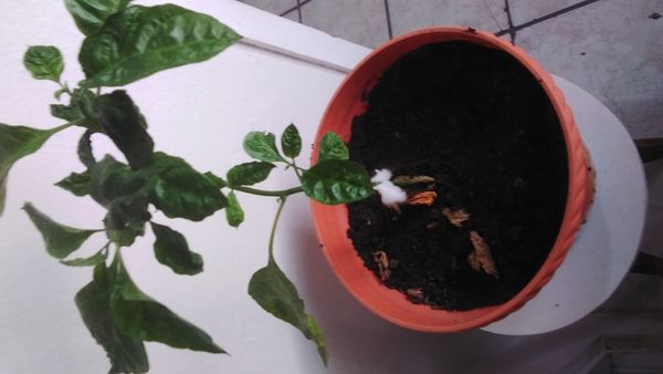 Identificação da planta Pimenta-de-cheiro por foto