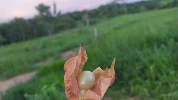 Identificação da planta Camapu por foto