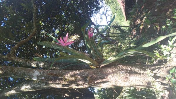 Identificação da planta Bilbergia-zebrina por foto