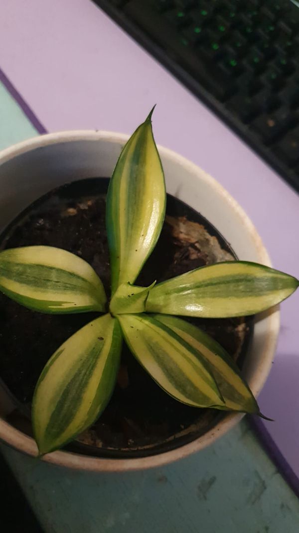 Identificação da planta Espada de são jorge por foto