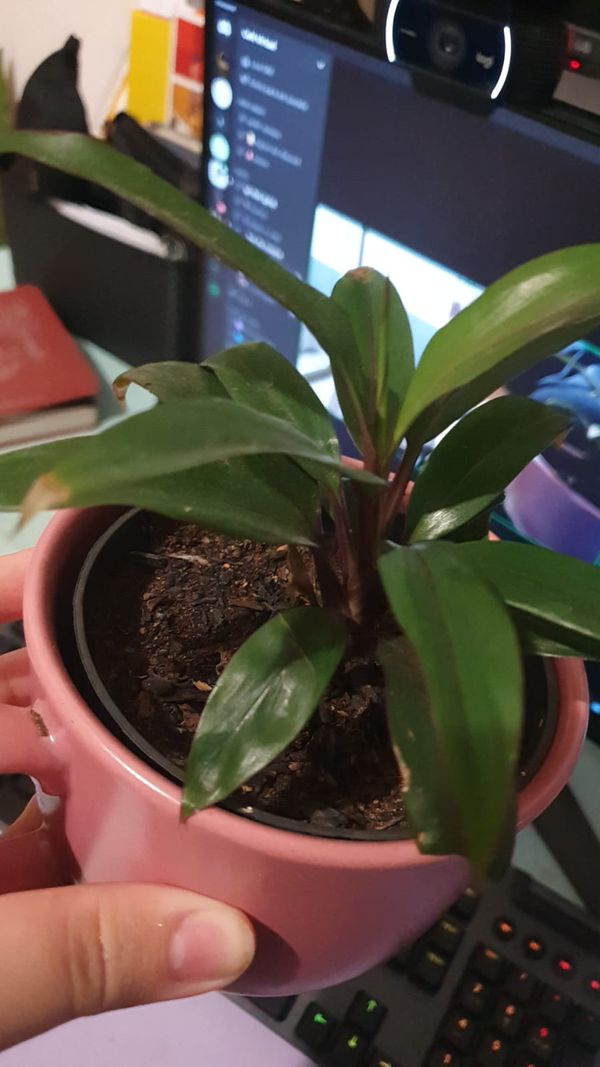 Identificação da planta Dracena por foto