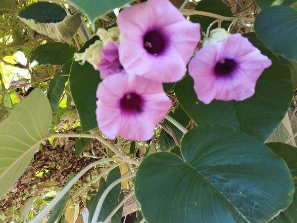 Identificação da planta Sementes de Ololiuqui por foto