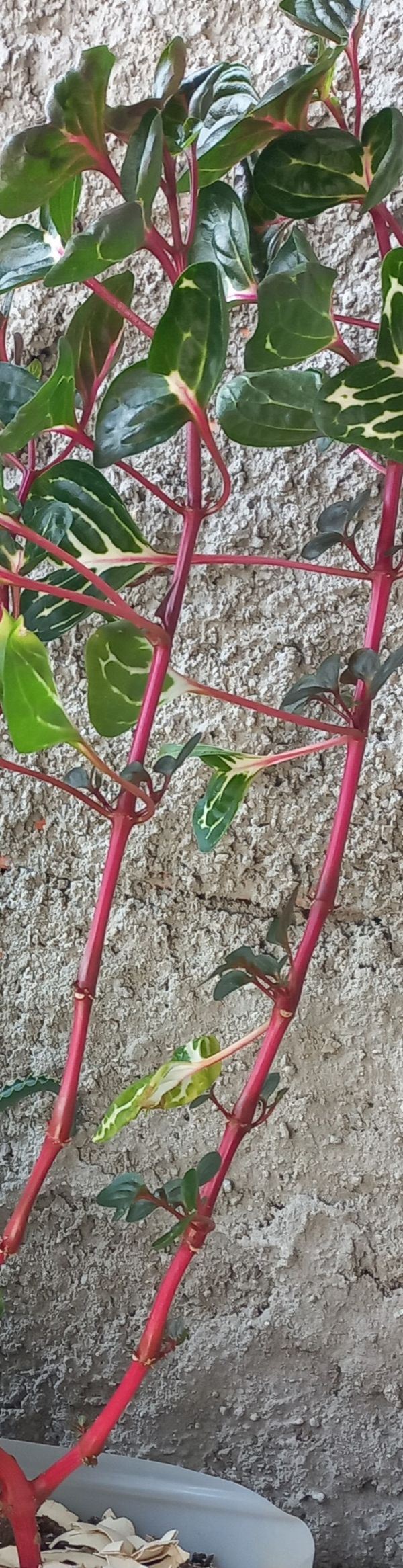 Identificação da planta Bredinho-difuso por foto