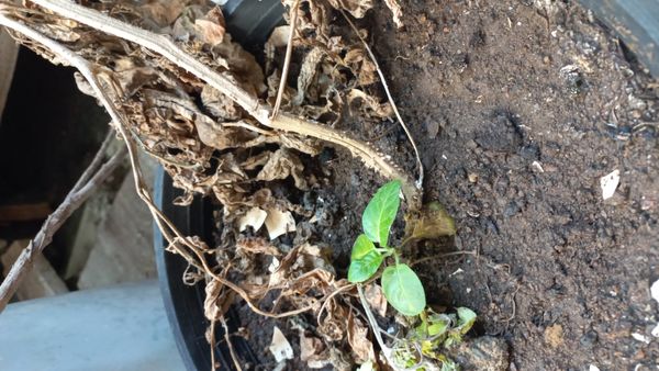Identificação da planta Bredinho-difuso por foto