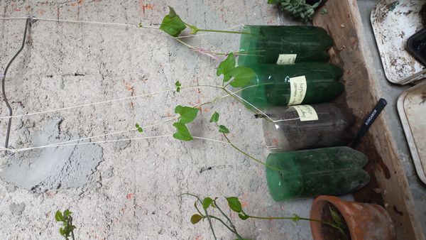 Identificação da planta Cipó-de-São-João por foto