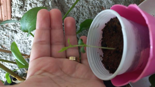 Identificação da planta Agrião por foto