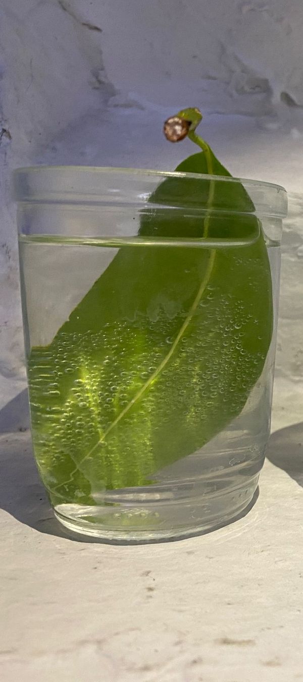 Identificação da planta Jamelão por foto