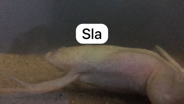Identificação da planta Capim-arroz por foto