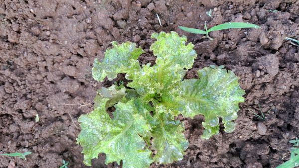 Identificação da planta Alface por foto