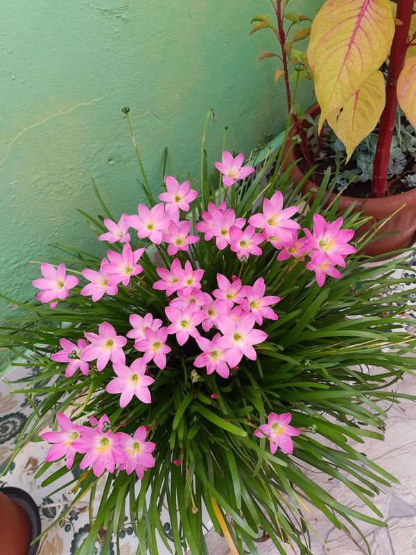 Identificação da planta Lírio-da-chuva por foto