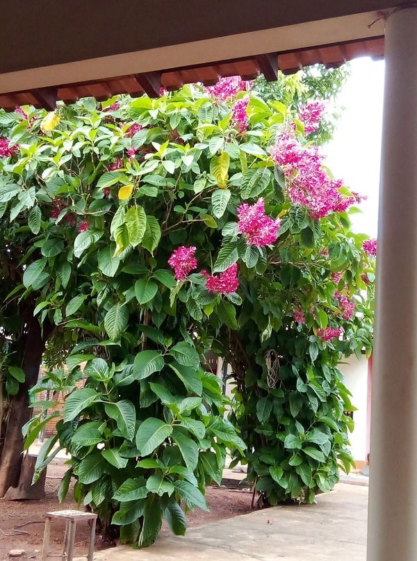 Identificação da planta Camarão-vermelho por foto
