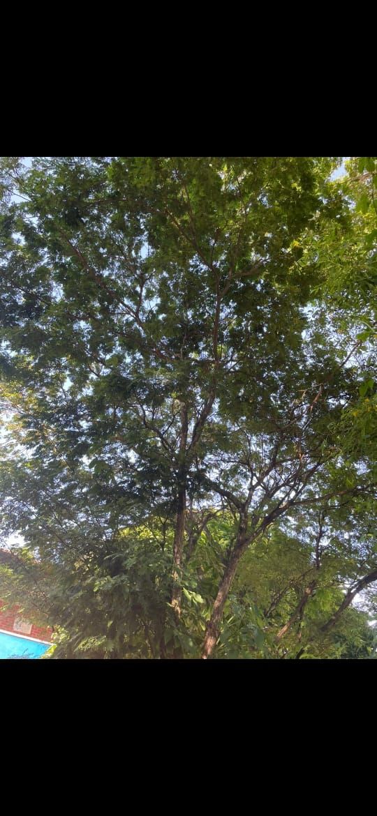 Identificação da planta Unha-de-gato por foto
