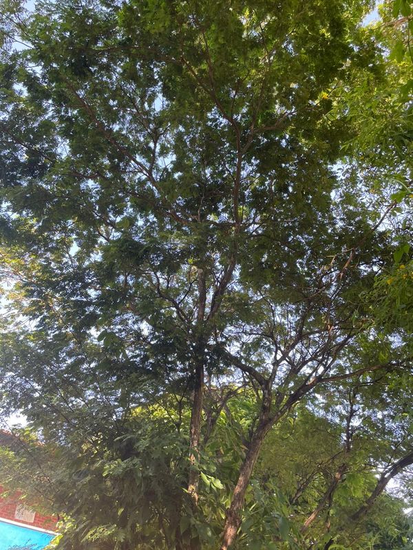 Identificação da planta Sibipiruna por foto
