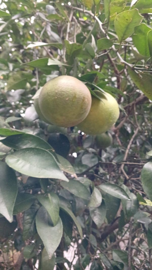 Identificação da planta Pomelo por foto