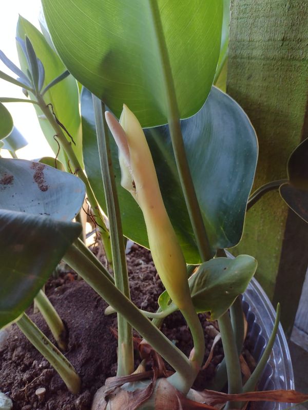 Identificação da planta Pacová por foto