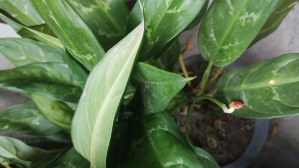 Identificação da planta Café de Salão por foto