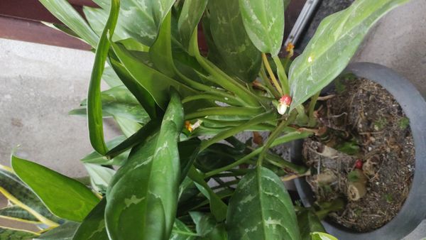 Identificação da planta Café de Salão por foto