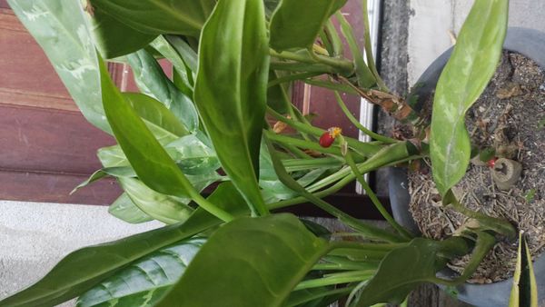 Identificação da planta Comigo-ninguém-pode por foto