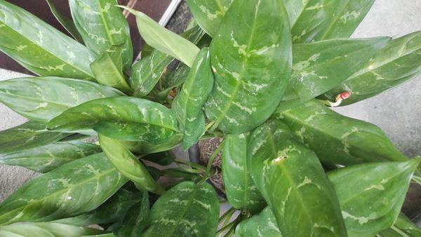 Identificação da planta Café de Salão por foto